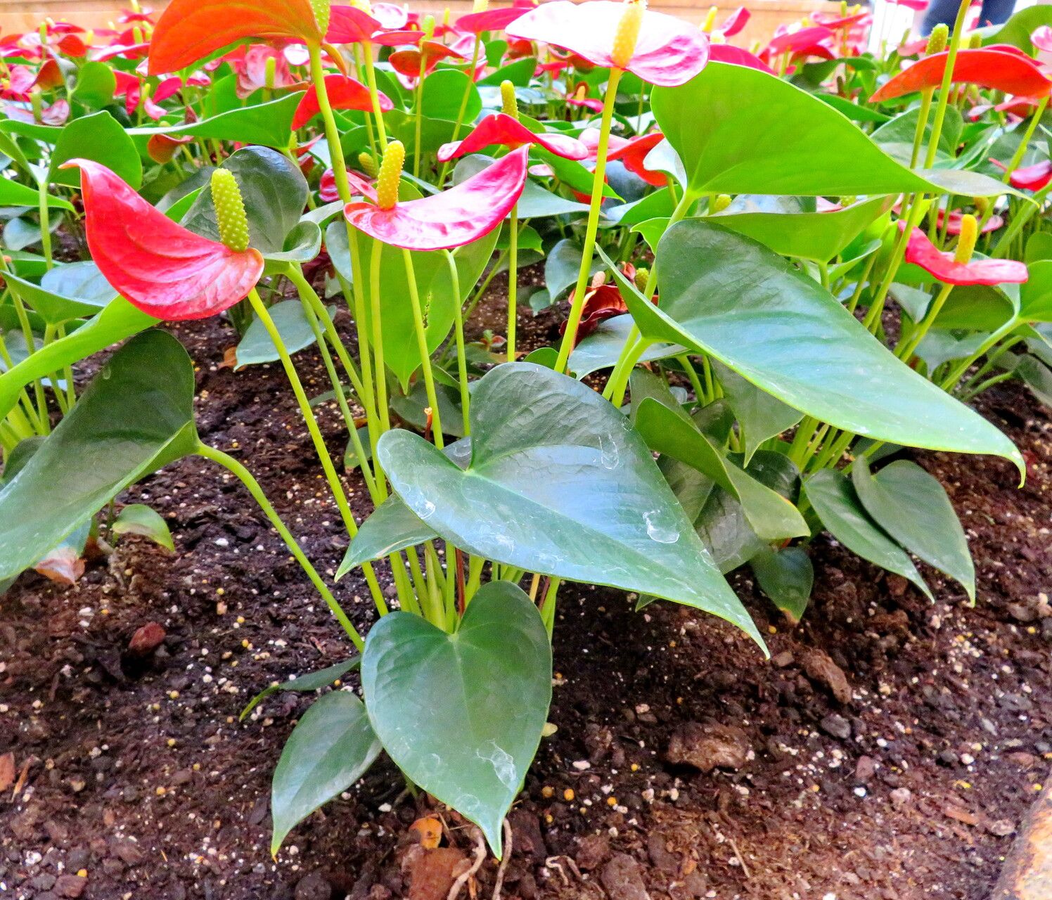 Antoryum çiçeği bakımı