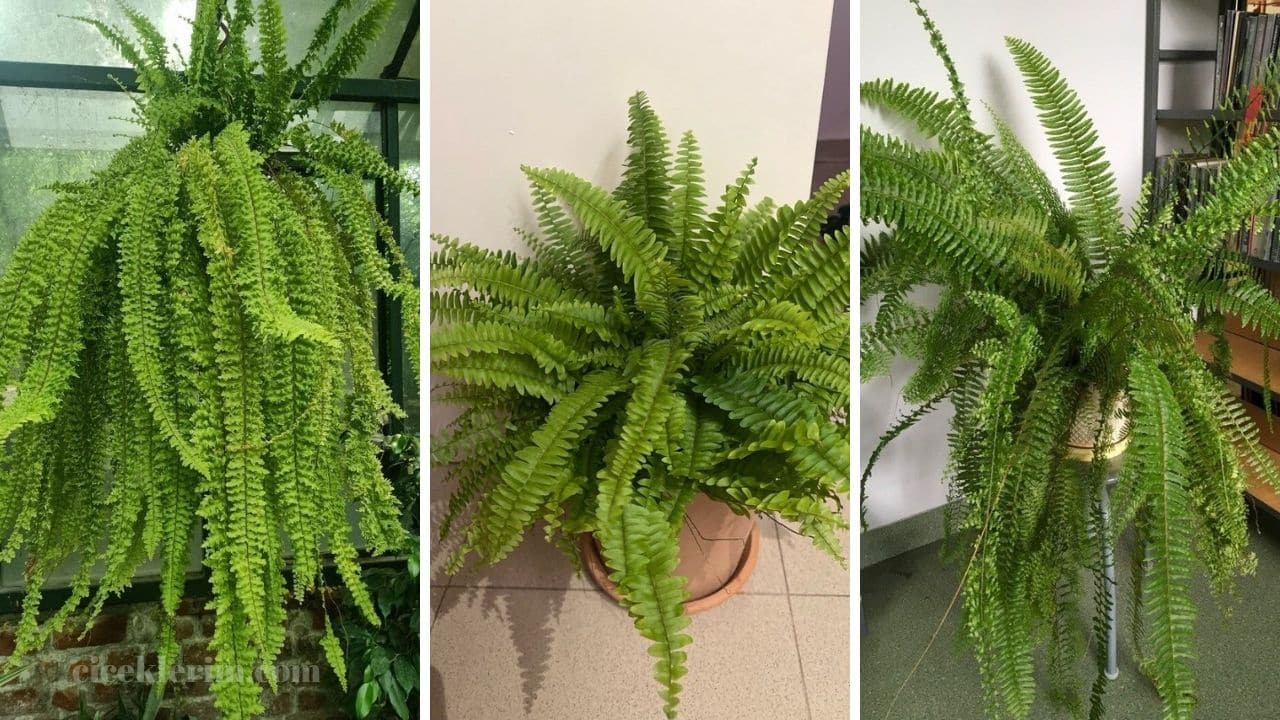 aşk merdiveni bakımı nasıl yapılır