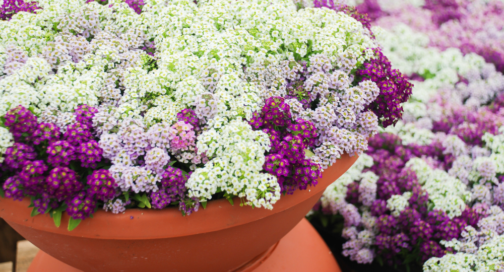 Alyssum maritimum çiçek isimleri