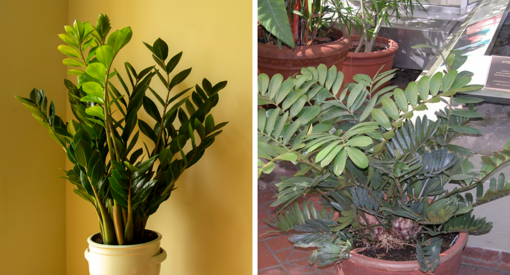 Zamia ve Zamioculcas