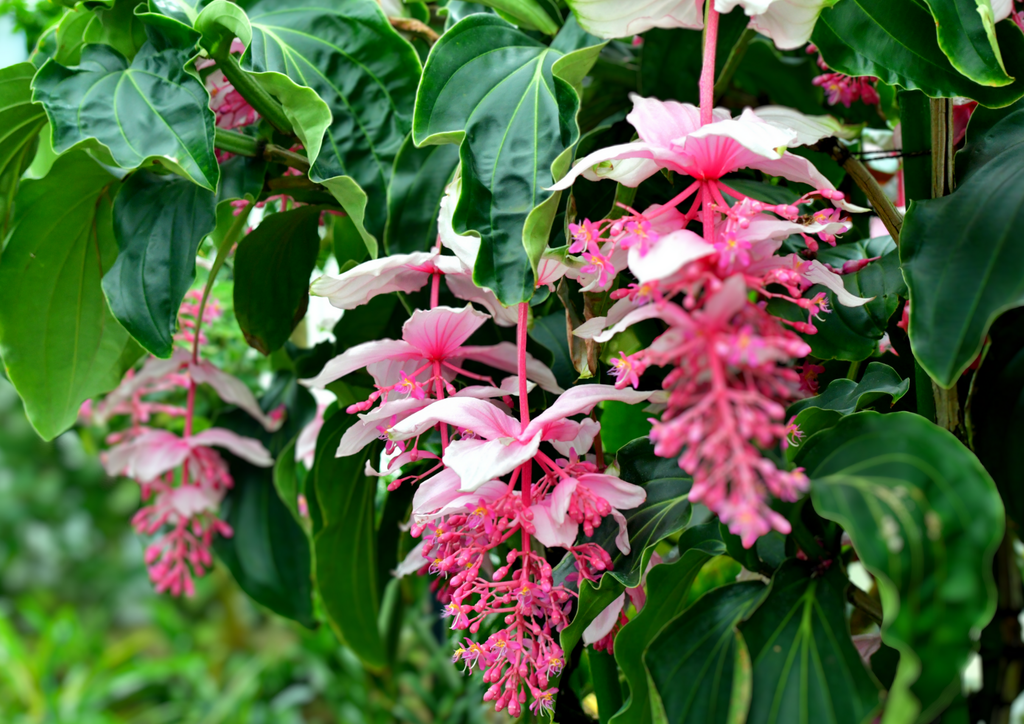 medine gülü bitkisi