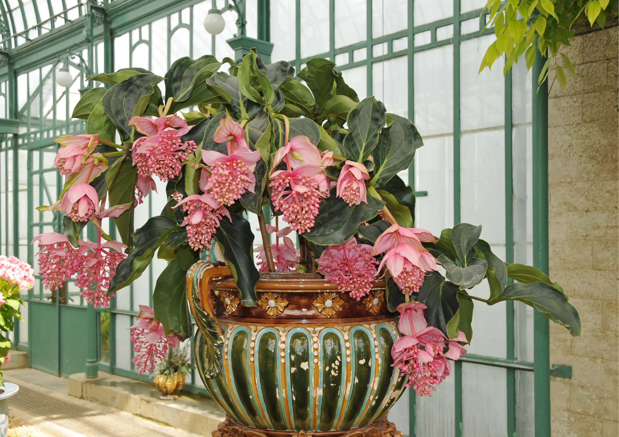 medine gülü çiçeği