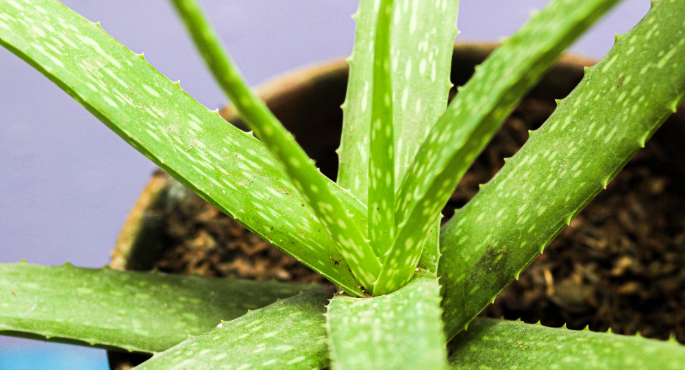 Aloe vera bakımı