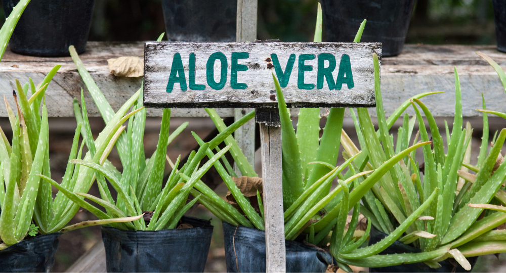 Aloe vera bitki