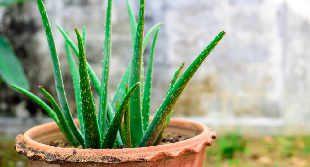 Aloe vera nasıl bakılır