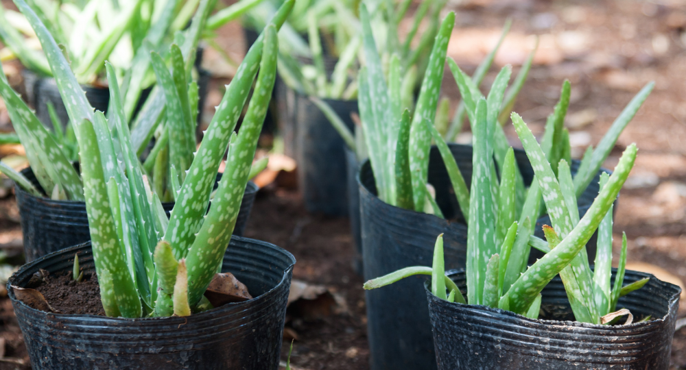 Aloe vera nasıl çoğaltılır