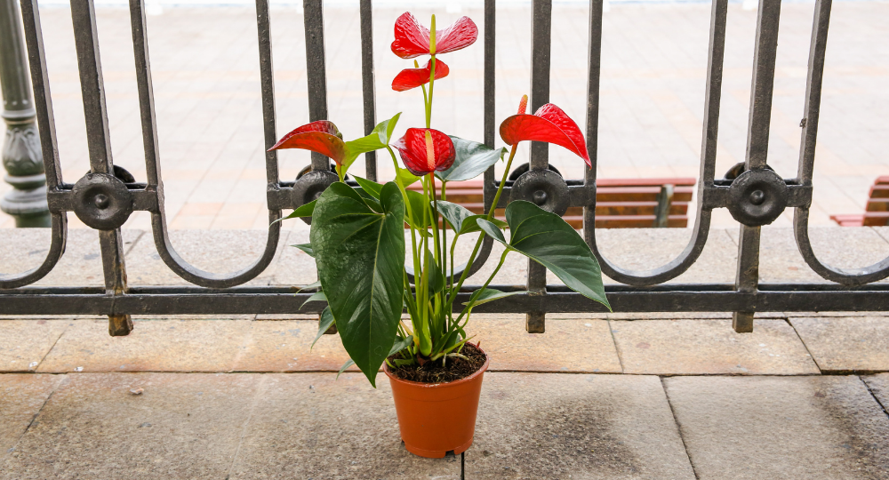 Anthurium