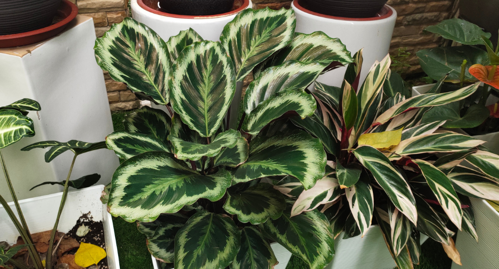 Calathea