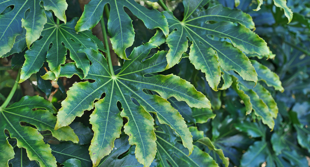 Fatsia japonica