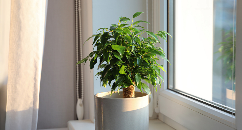 Ficus benjamina