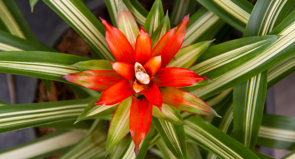 Guzmania