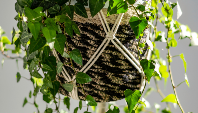 Hedera helix bakımı