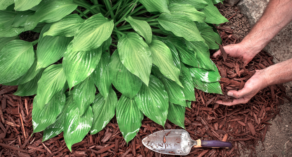 Hosta bakımı