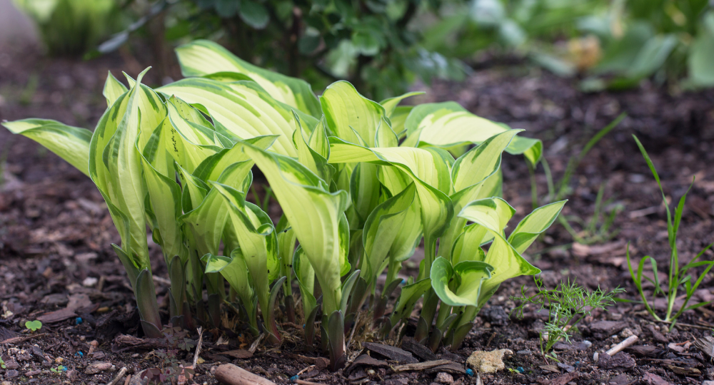 Hosta çoğaltma