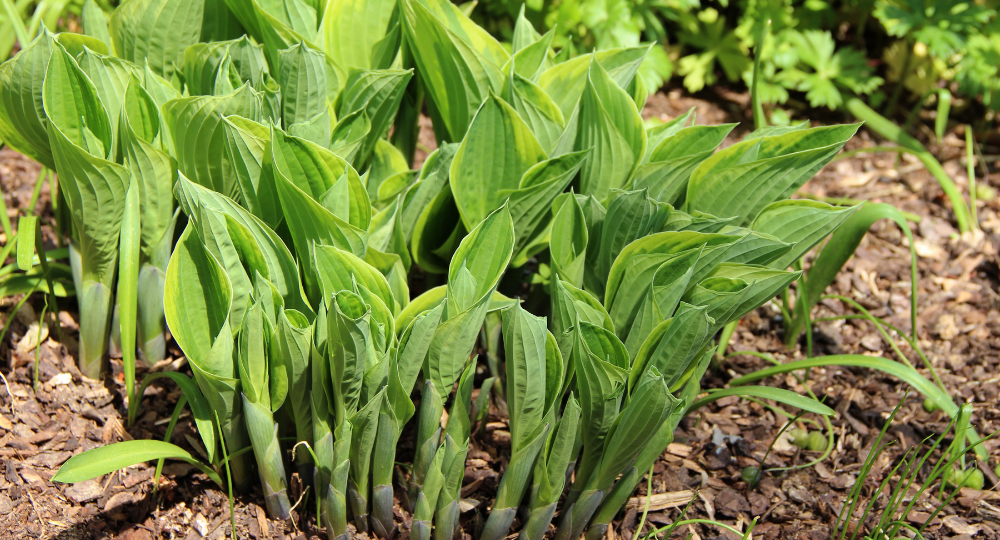 Hosta çoğaltmak