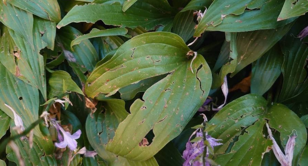 Hosta problemleri