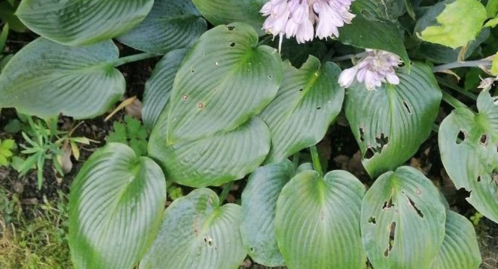 Hosta