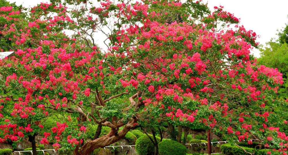 Lagerstroemia indica