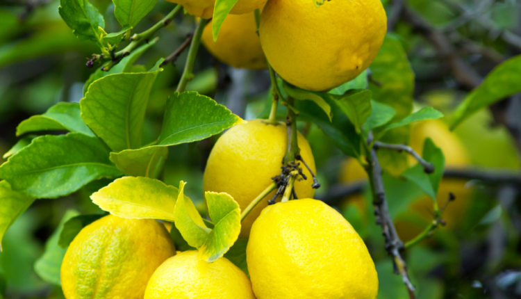 Limon Ağacı Nasıl Aşılanır