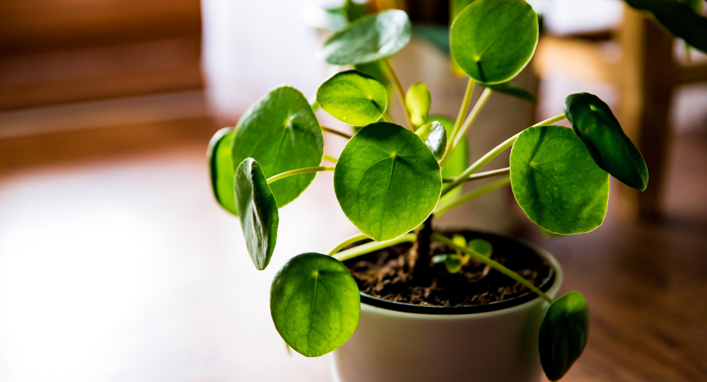 Pilea peperomioides