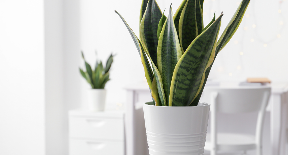 Sansevieria