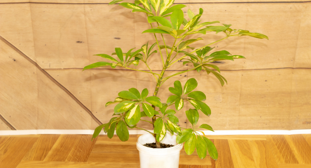 Schefflera