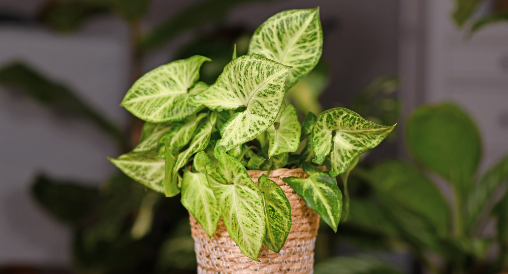 Syngonium podophyllum