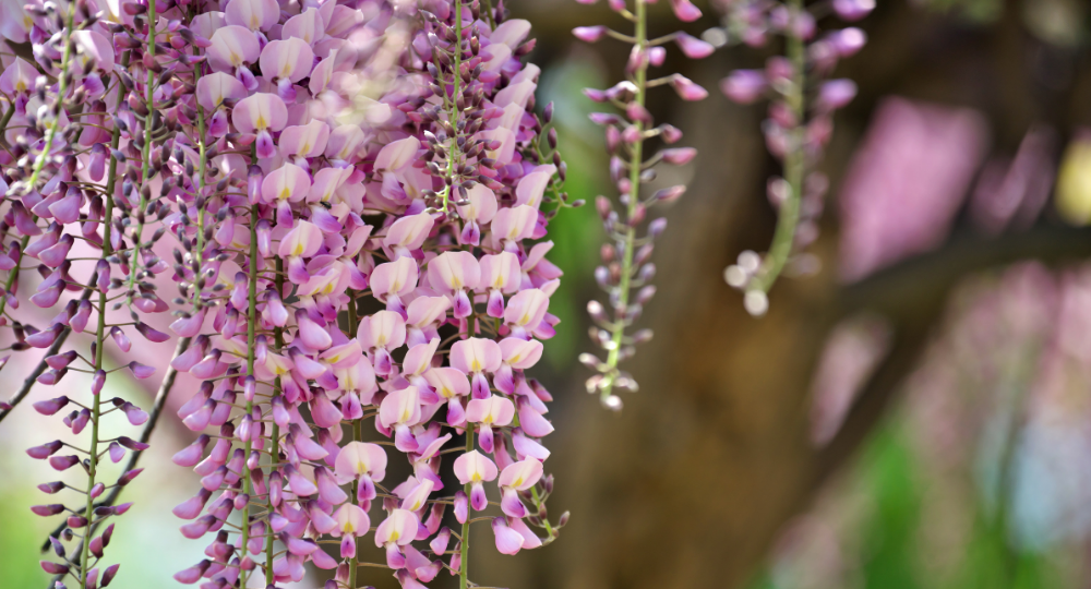 Wisteria Floribunda Black Dragon