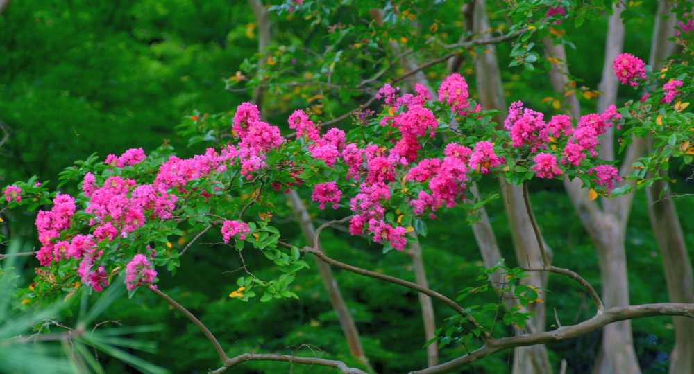 oya Lagerstroemia indica