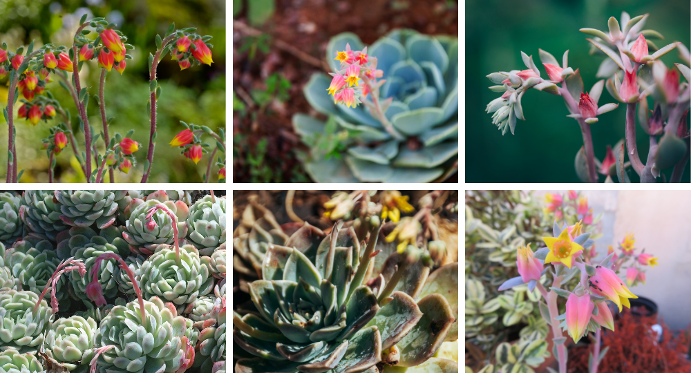 Echeveria çiçeği