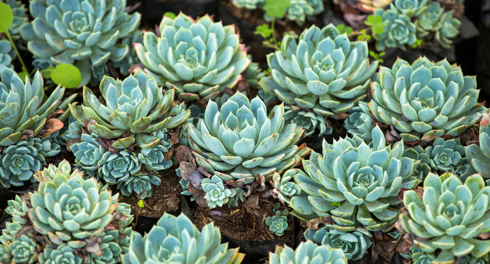 Echeveria elegans bakımı