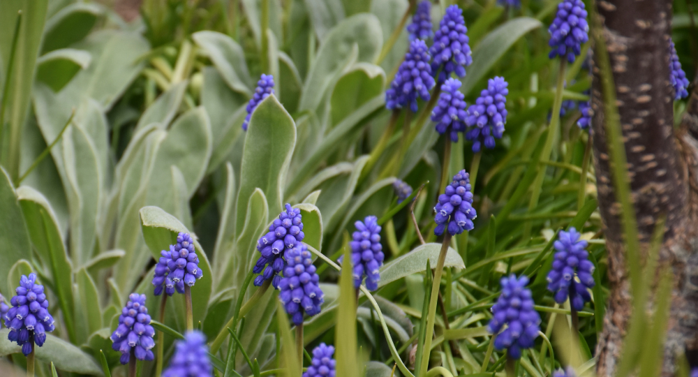 Muscari