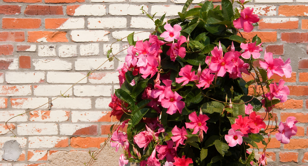 mandevilla bakımı