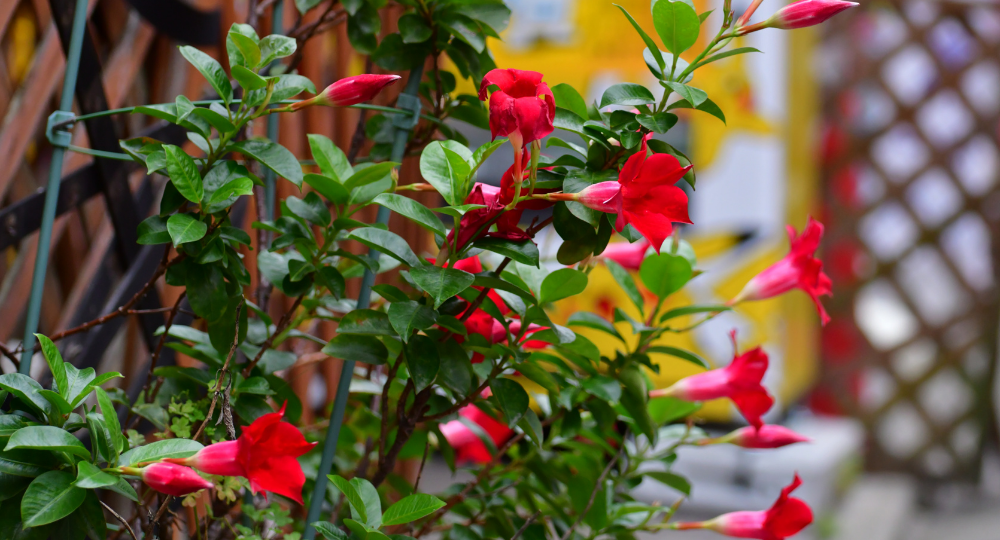 mandevilla çiçeği bakımı