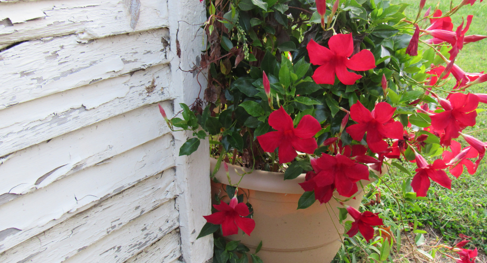 mandevilla kullanımı