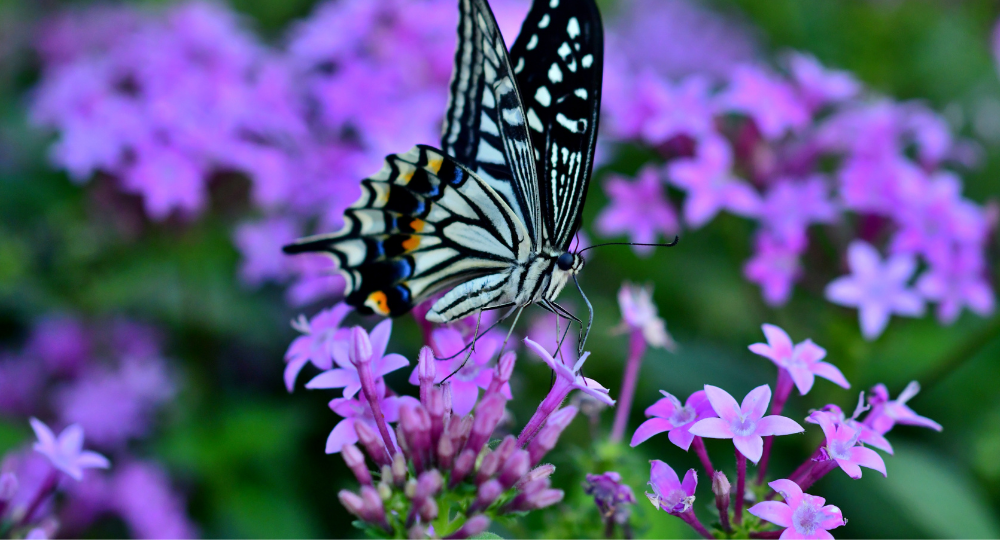 Beşiz Pentas lanceolata