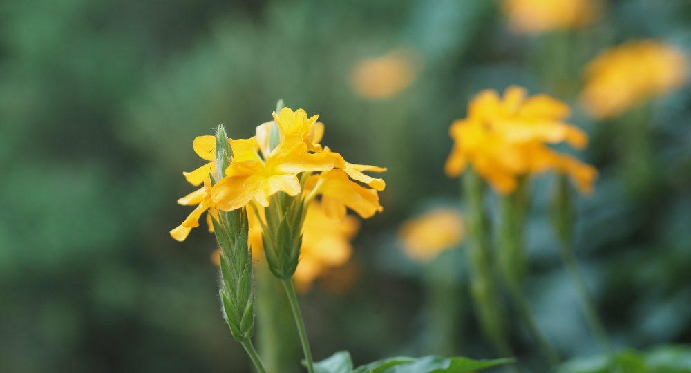 Crossandra bakımı