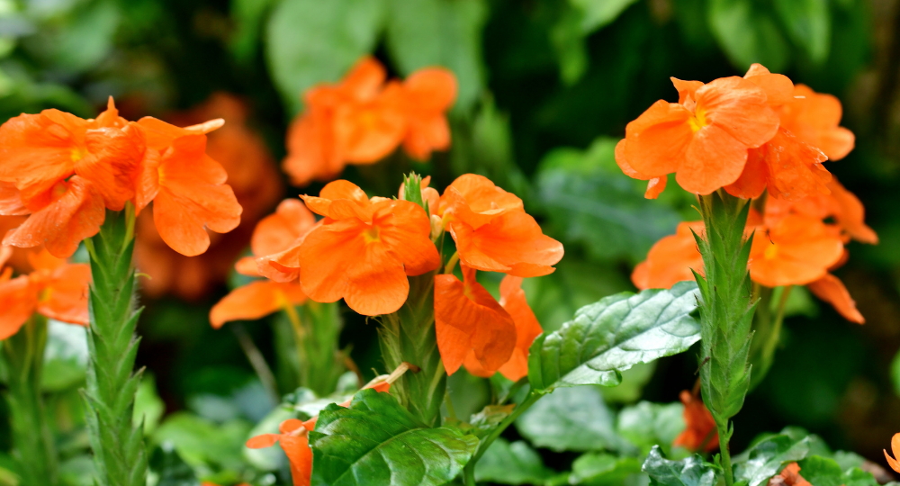 Crossandra infundibuliformis