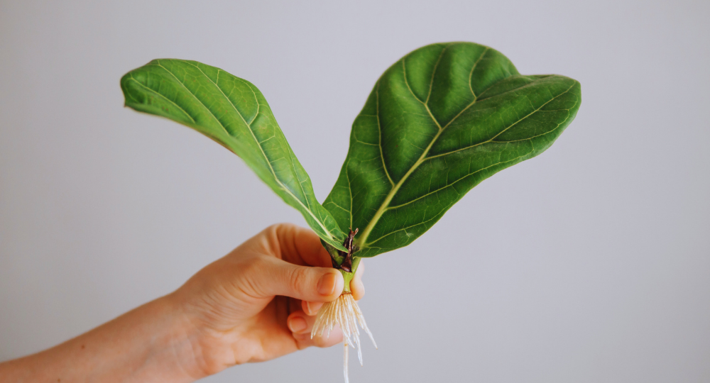 Ficus Lyrata çoğaltma