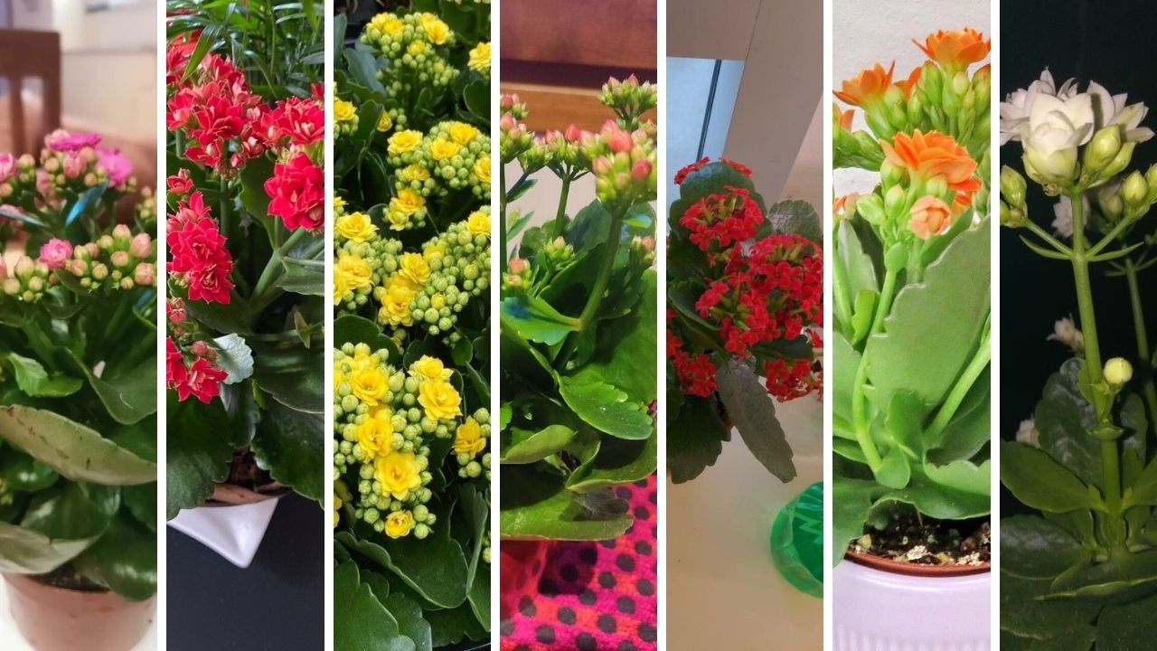 Kalanchoe Çiçeği çeşitleri