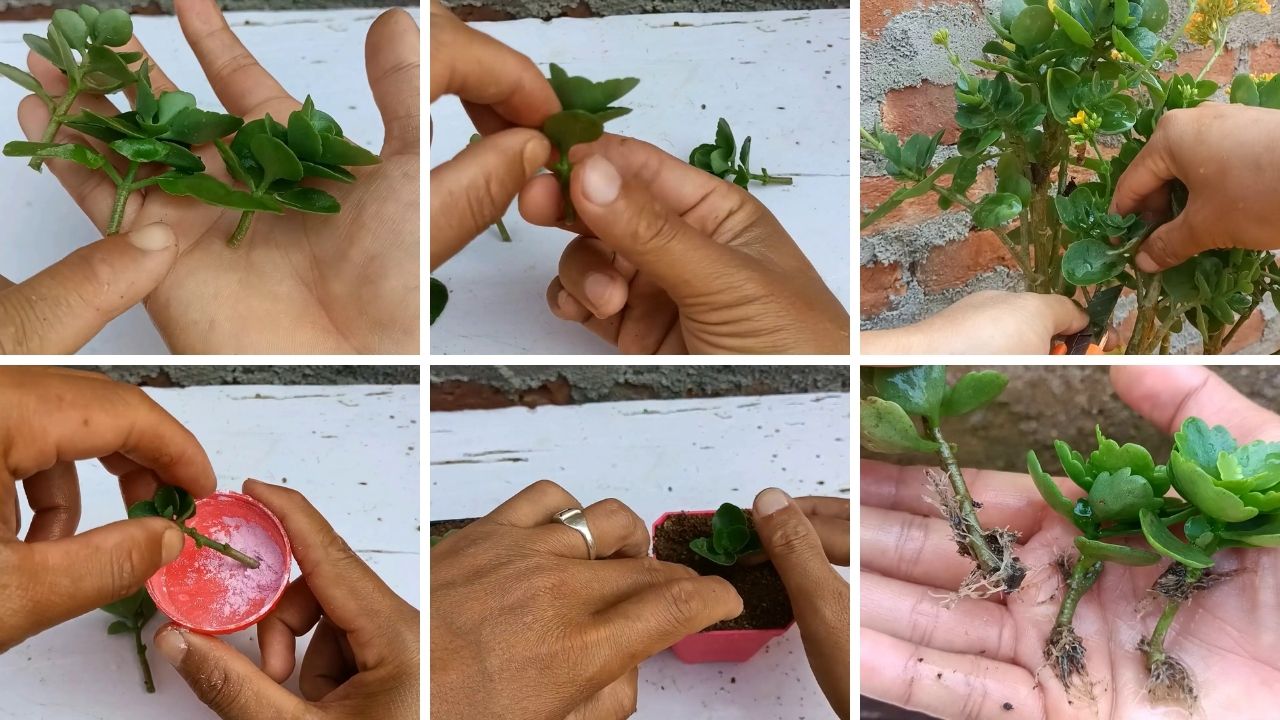 Kalanşo Çiçeği nasıl çoğaltılır