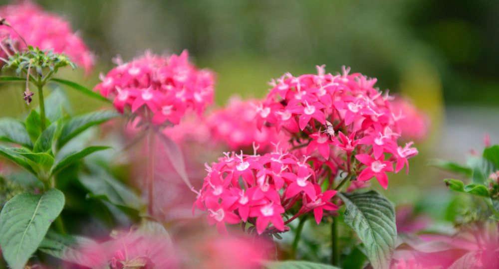 pembe Pentas lanceolata