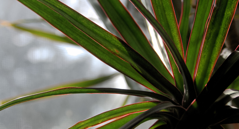 Dracaena marginata