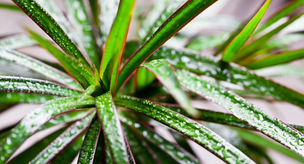 Dracaena marginata bakımı