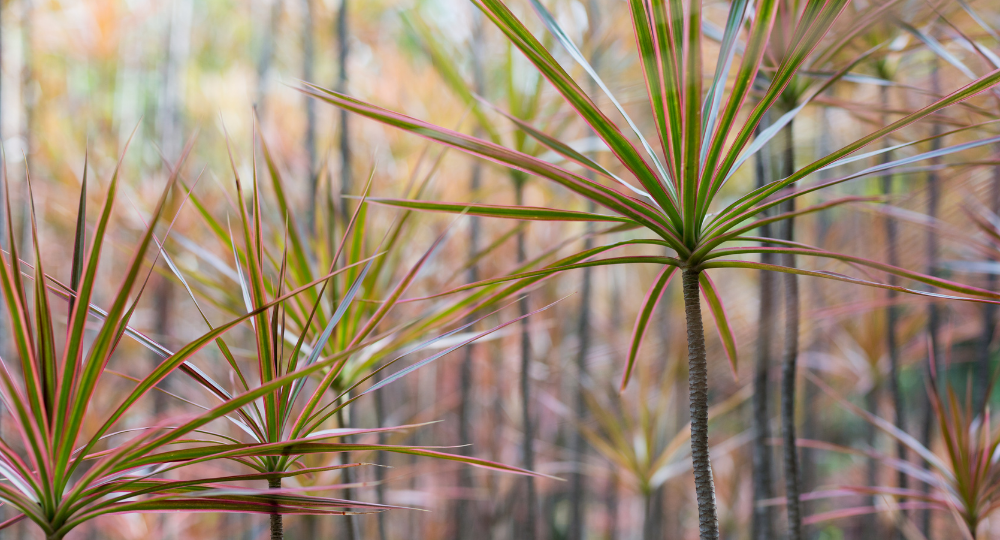 Dracaena marginata çoğaltma