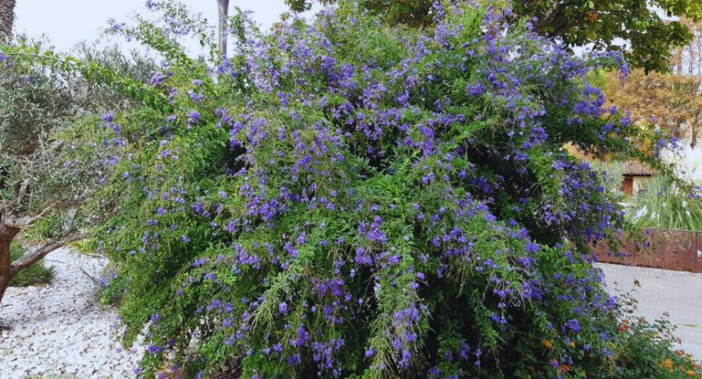 Duranta çalısı resmi