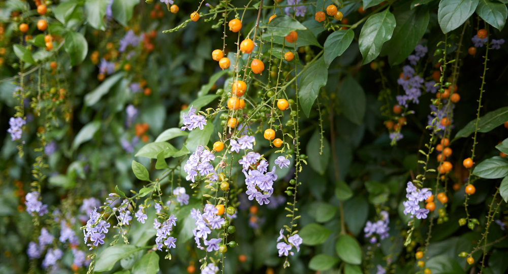 Duranta çalısı