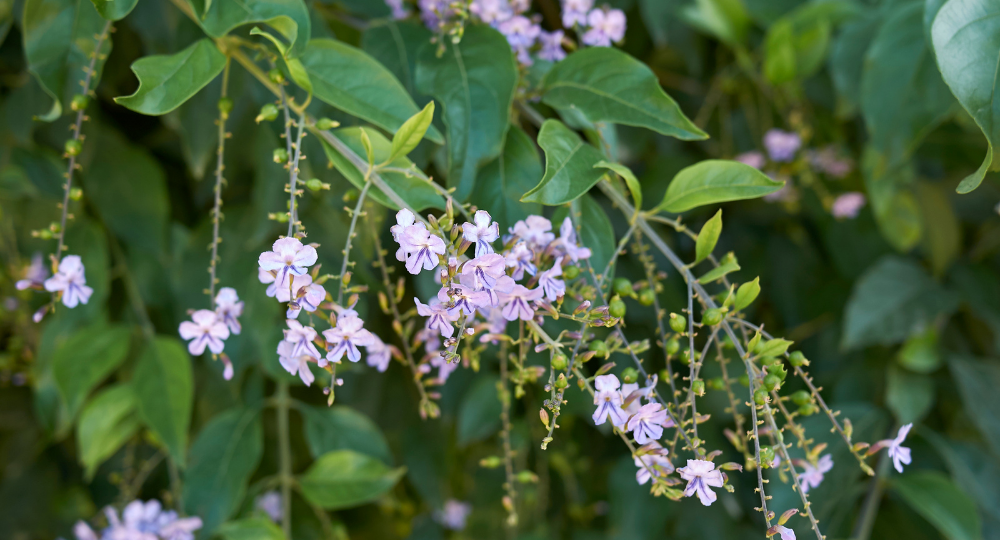 Duranta çiçeği