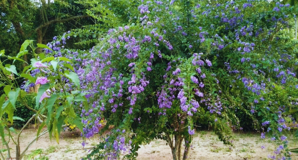 Duranta erecta resmi