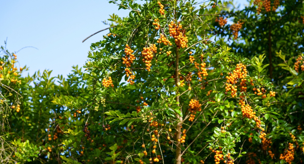 Duranta erecta